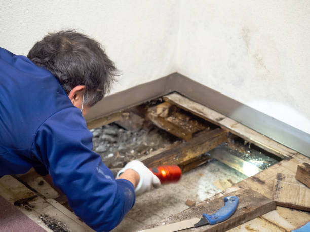 Best Basement Mold Remediation in Willow Park, TX