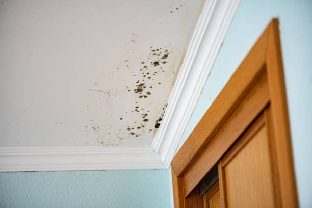Best Crawl Space Mold Remediation in Willow Park, TX