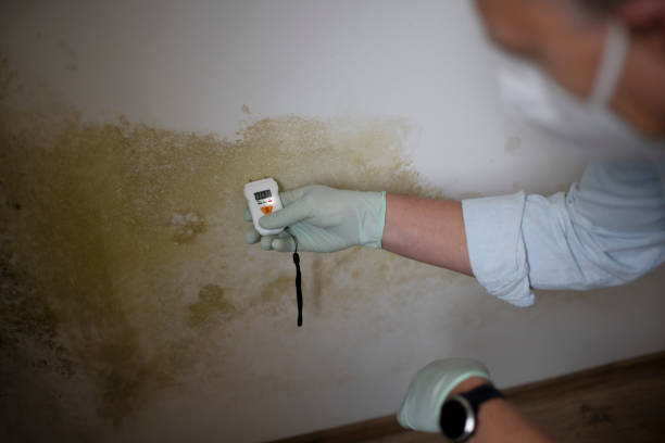 Best Kitchen Mold Remediation in Willow Park, TX