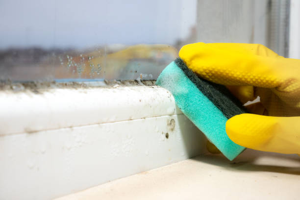Best HVAC Mold Remediation in Willow Park, TX