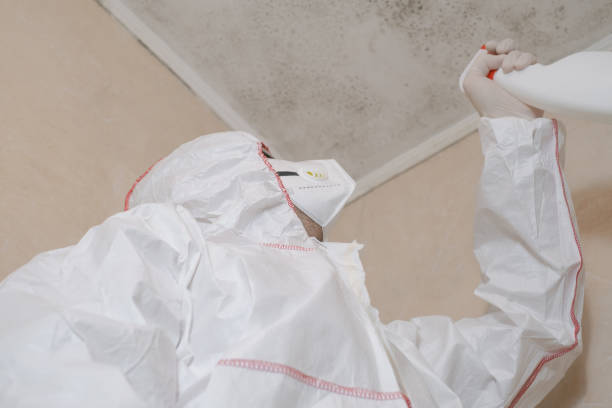 Best White Mold Remediation in Willow Park, TX