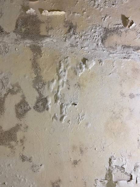 Best Black Mold Remediation in Willow Park, TX