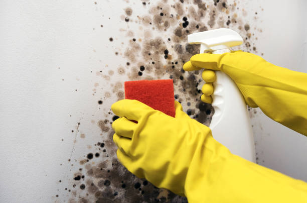 Best Bathroom Mold Remediation in Willow Park, TX
