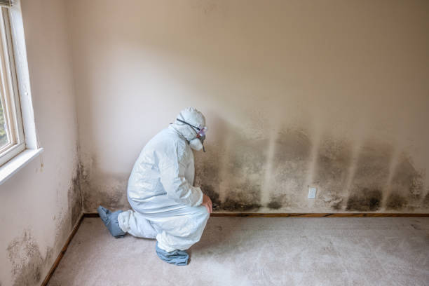Best Mold Remediation for Specific Building Types in Willow Park, TX